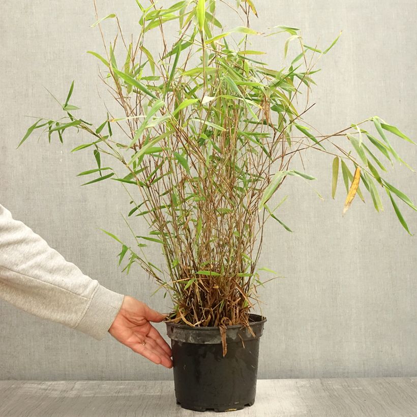 Fargesia papyrifera Blue Dragon - Non-running bamboo 4L/5L pot sample as delivered in autumn