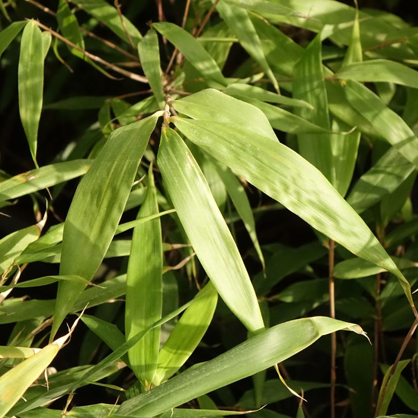 Fargesia robusta Formidable (Foliage)