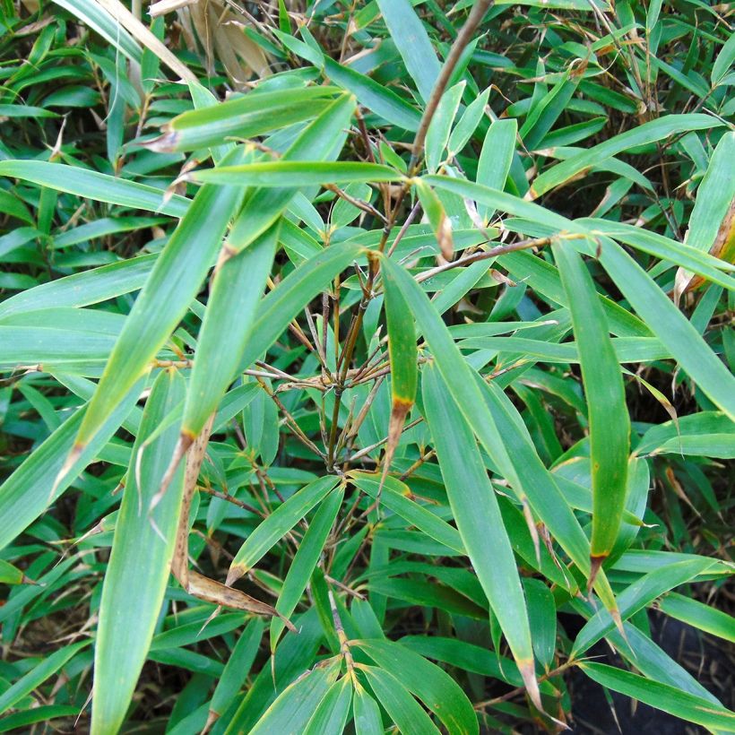 Fargesia robusta Wenchuan - Non-running bamboo (Foliage)
