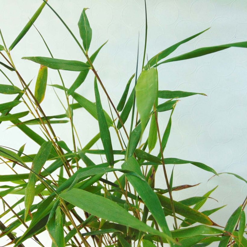 Fargesia scabrida Asian Wonder - Non-running Bamboo (Foliage)