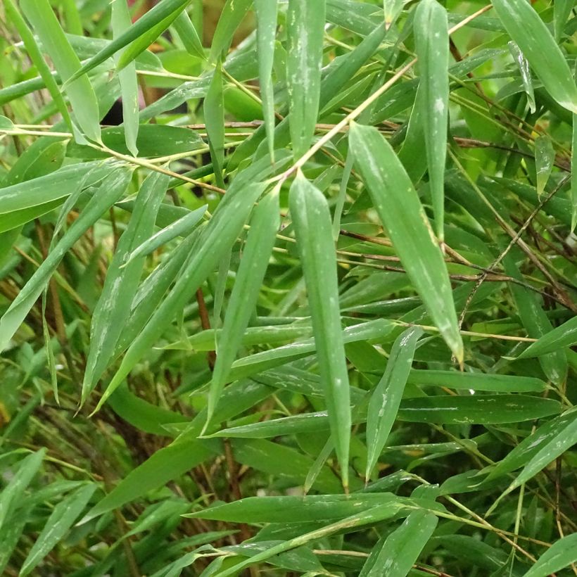 Fargesia Taibashan 2 (Foliage)