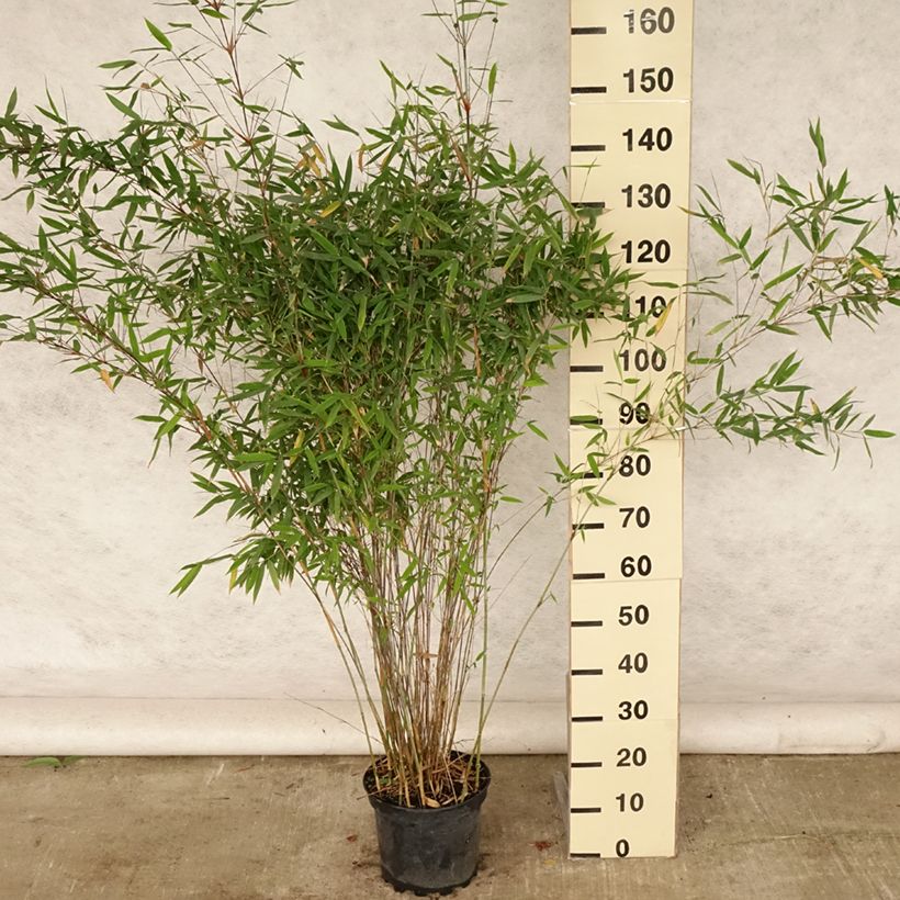 Fargesia Winter Joy - Non-running Bamboo 7.5L/10L pot sample as delivered in summer