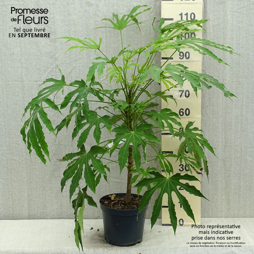 Fatsia polycarpa Green Fingers 6L/7L pot sample as delivered in autumn