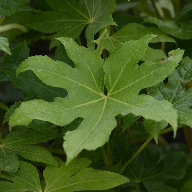 False Aralia - Fatsia japonica (Foliage)