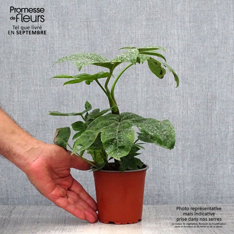 False Aralia - Fatsia japonica 8/9 cm pot sample as delivered in autumn