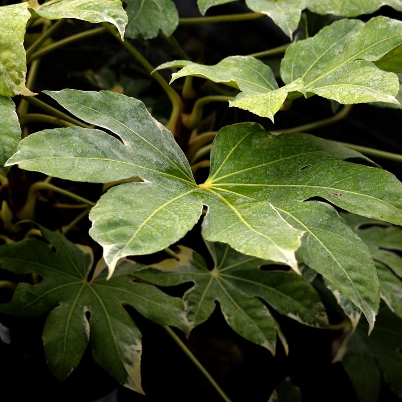 Fatsia japonica Variegata (Foliage)