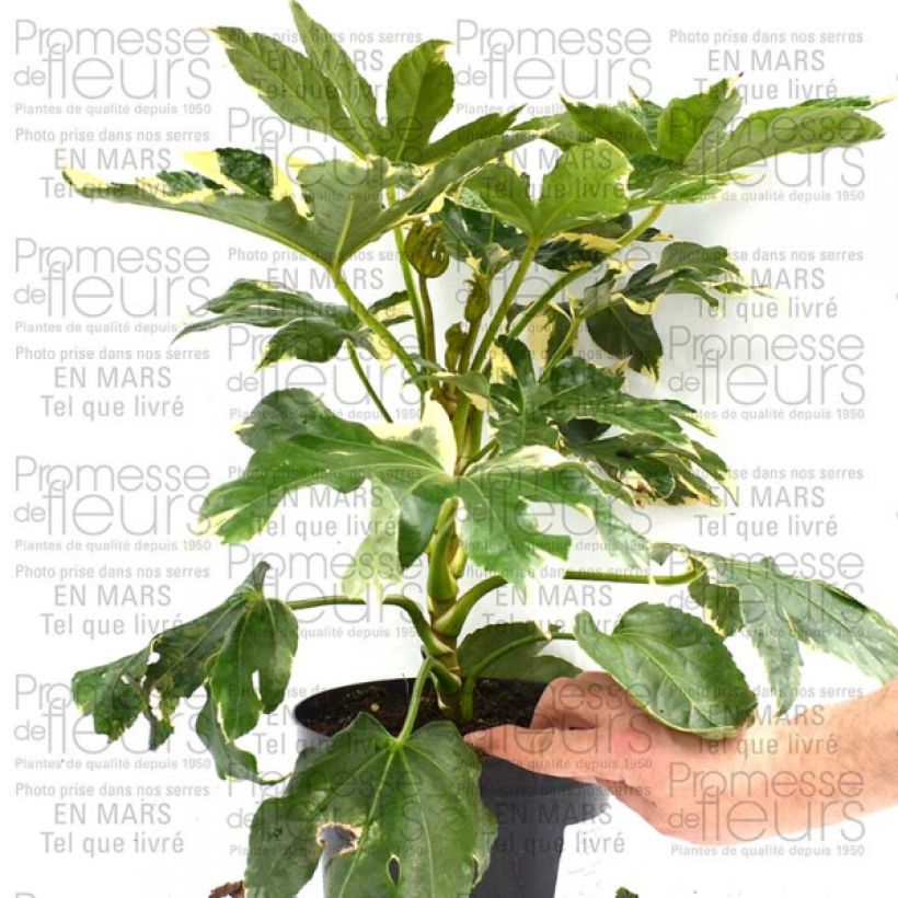 Example of Faux-aralia - Fatsia japonica Variegata en pot de 3L/4L specimen as delivered