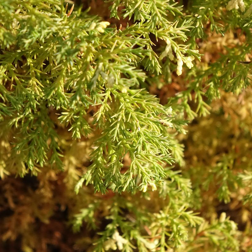 Chamaecyparis obtusa Snowflake - Hinoki Cypress (Foliage)