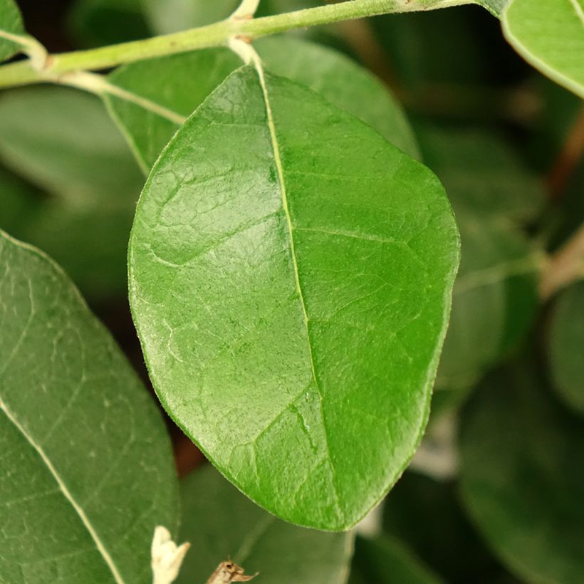 Feijoa sellowiana Apollo - Brazilian Guava (Foliage)