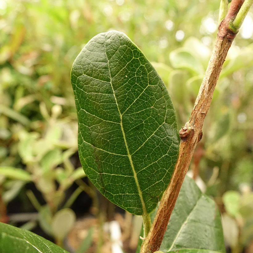 Feijoa sellowiana Mammoth - Brazilian Guava (Foliage)