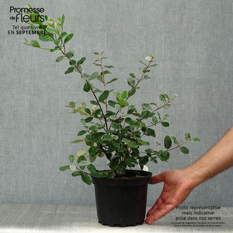 Feijoa sellowiana Triumph - Brazilian Guava 3L/4L pot sample as delivered in autumn