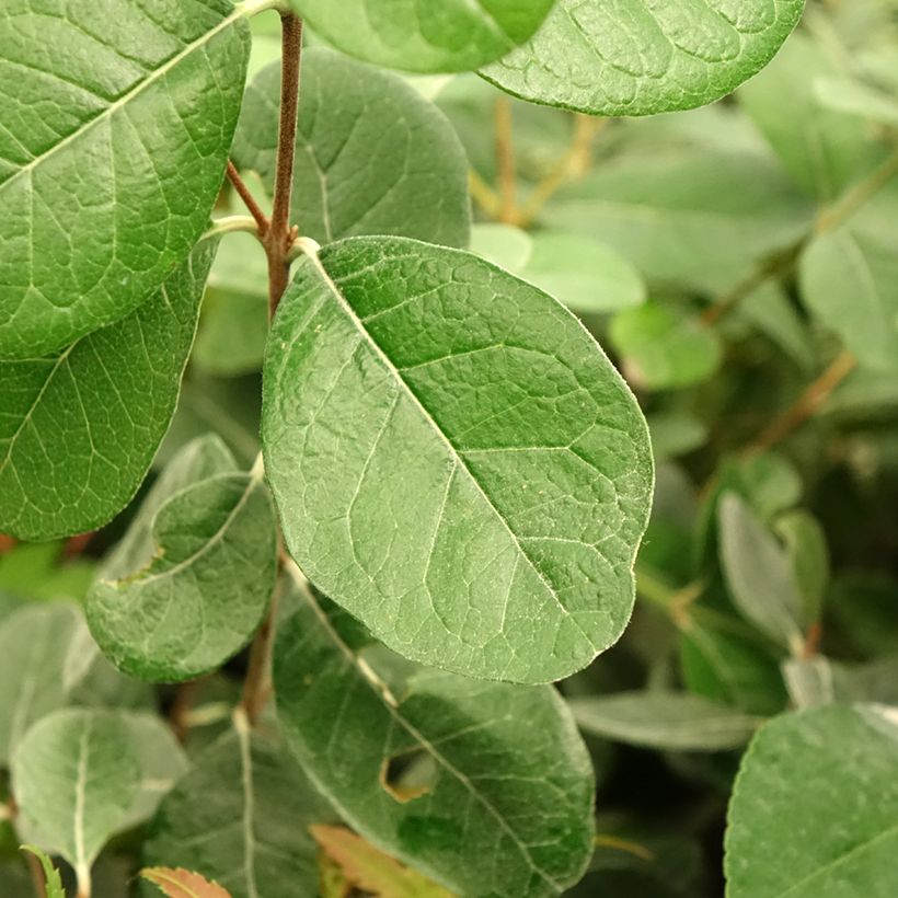 Feijoa sellowiana Triumph - Brazilian Guava (Foliage)