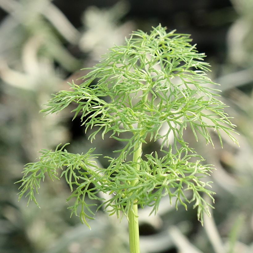 Ferula communis - Giant Fennel (Foliage)