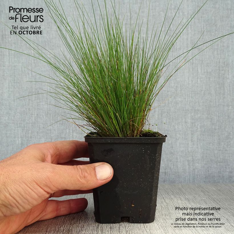 Festuca amethystina 8/9 cm pot sample as delivered in autumn