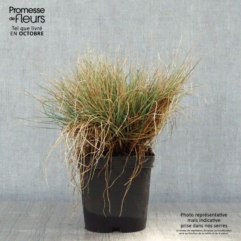 Festuca amethystina 2L/3L pot sample as delivered in autumn