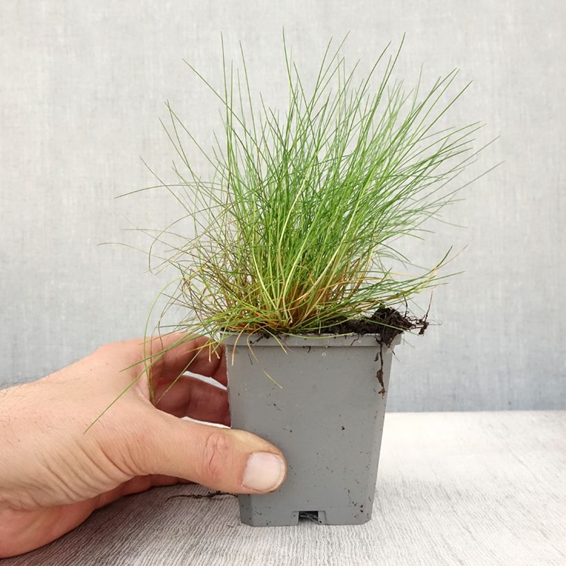 Festuca gautieri 8/9 cm pot sample as delivered in autumn