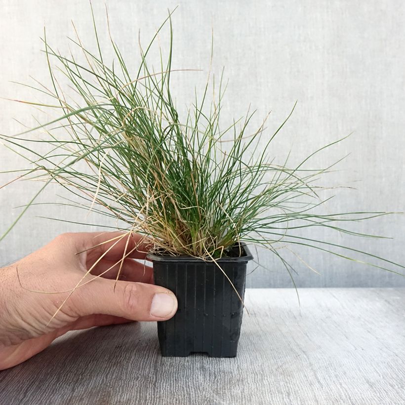 Festuca Sunrise - Fétuque Godet de 8/9 cm sample as delivered in autumn