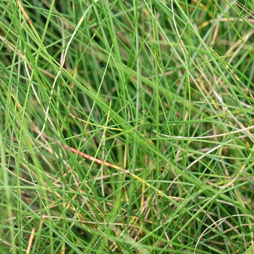 Festuca glauca Sunrise (Foliage)