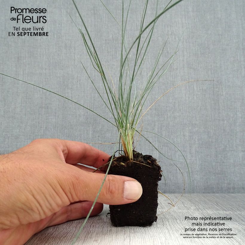 Festuca glauca Easy Blue Plug plant 3/4cm sample as delivered in autumn