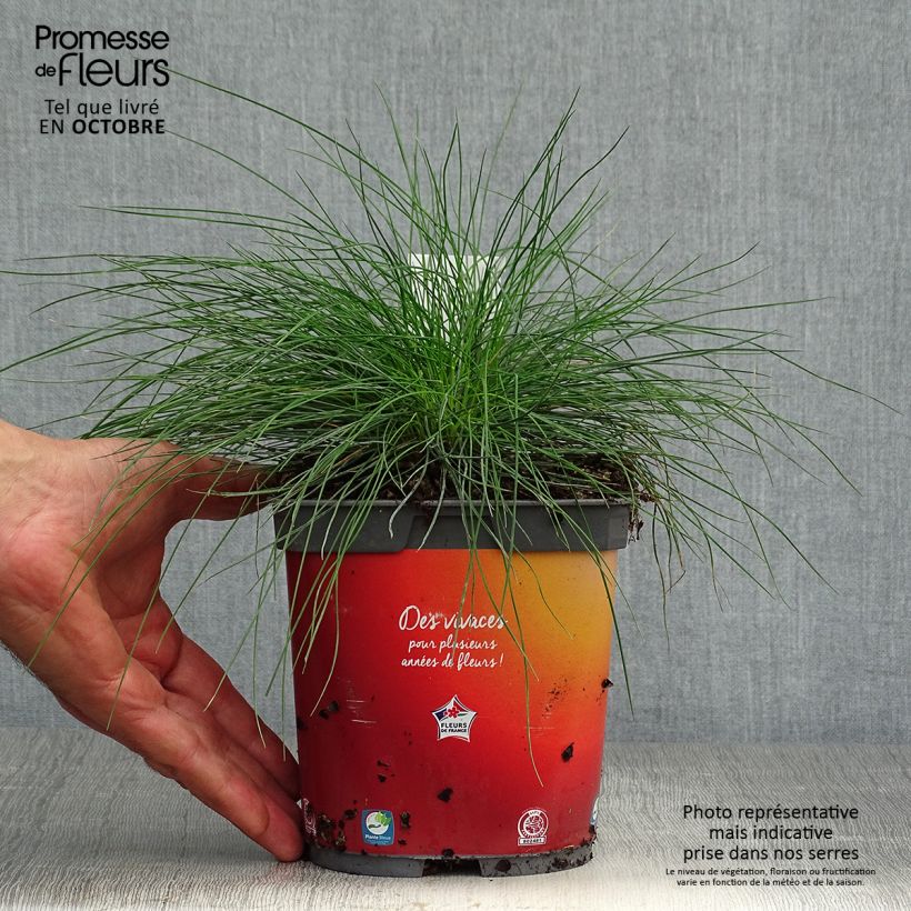 Fétuque bleue - Festuca glauca en pot de 3L sample as delivered in autumn