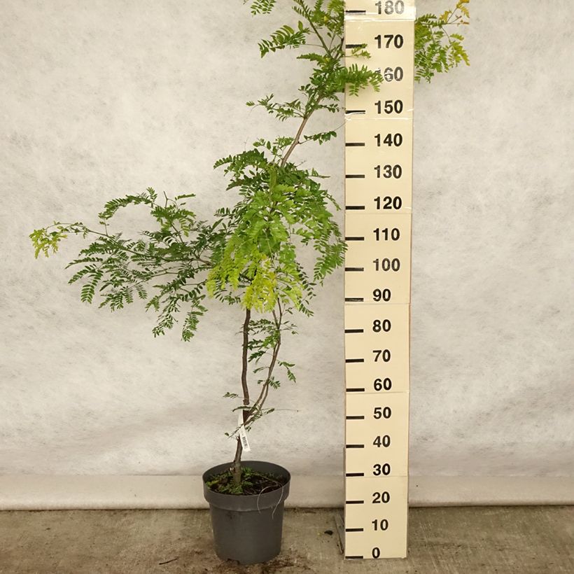 Gleditsia triacanthos f.inermis Sunburst - Honeylocust 7.5L/10L potShipped height around 150/200cm sample as delivered in summer