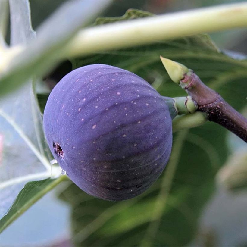 Fig Tree Ronde De Bordeaux - Ficus carica (Harvest)