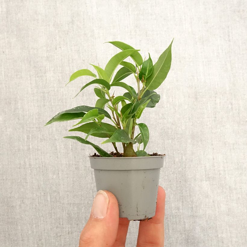 Ficus benjamina Natasja - Weeping fig Mini-plante sample as delivered in spring