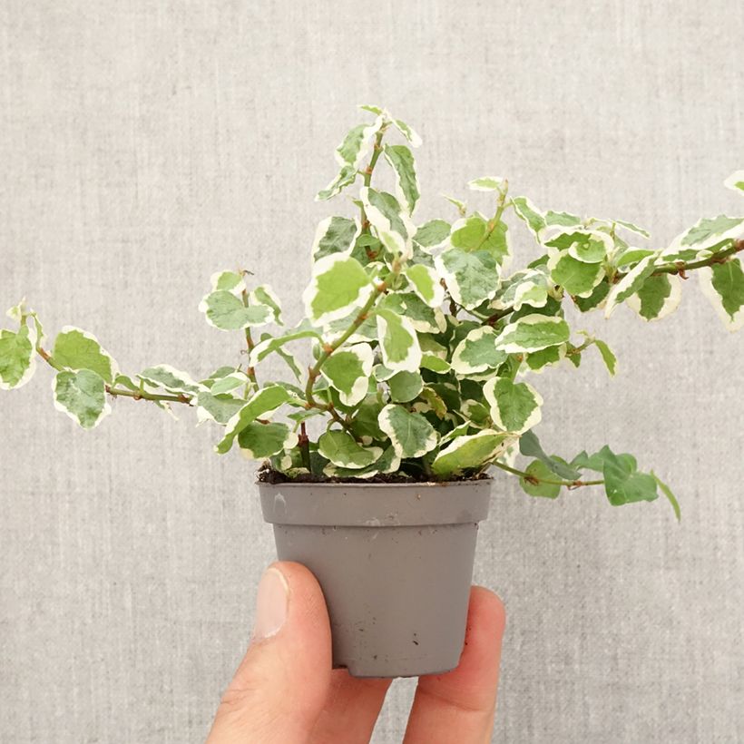 Ficus pumila Bellus -Creeping fig Mini-plante sample as delivered in spring