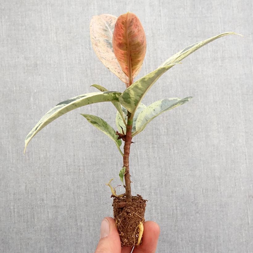 Ficus elastica Shivereana - Schrijveriana Moonshine - Variegated Rubber Plant - Moonshine Rubber Tree Plug plant 3/4cm sample as delivered in spring
