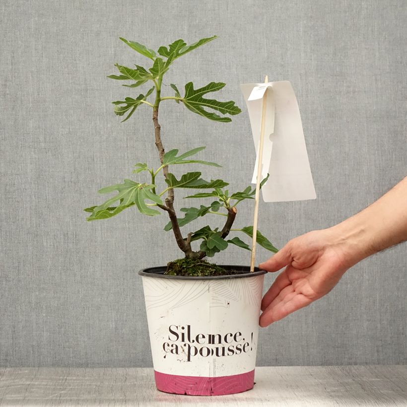 Ficus carica Bornholm's Diamant - fig 4L/5L pot, Clump sample as delivered in summer