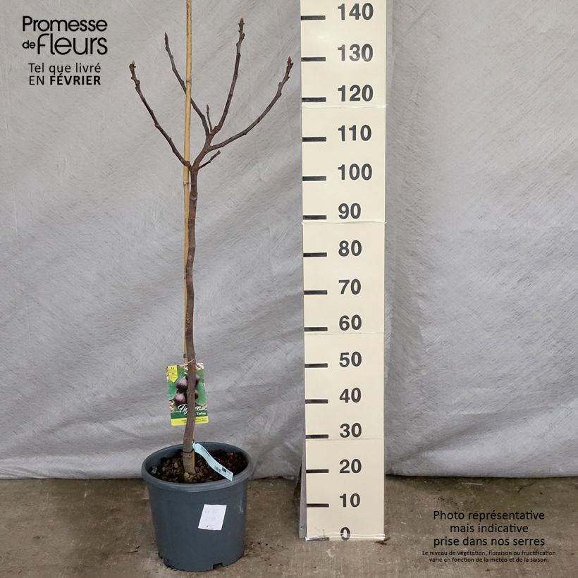 Fig Tree Brown Turkey - Ficus carica sample as delivered in winter