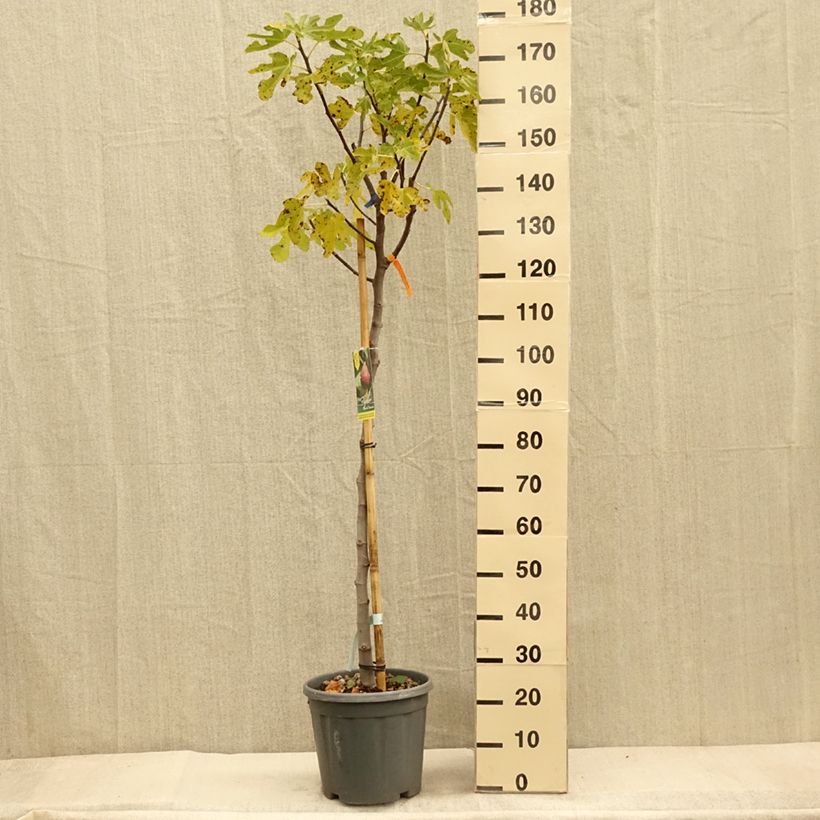 Figuier - Ficus carica Grise De Tarascon Demi-tige en pot de 12L/15L sample as delivered in autumn