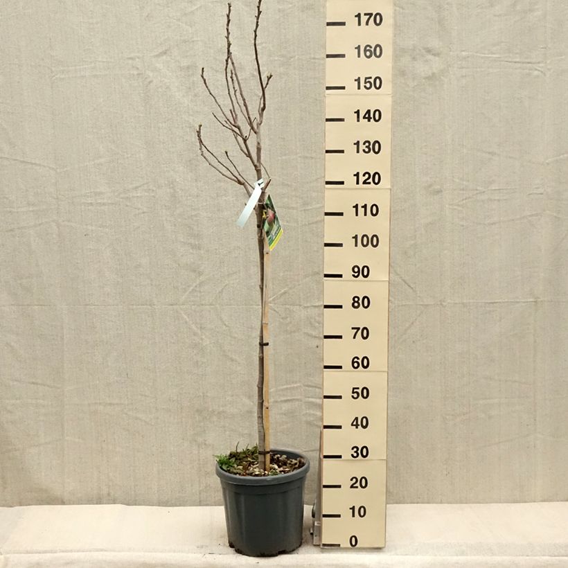 Fig Tree Grise De Tarascon - Ficus carica sample as delivered in spring