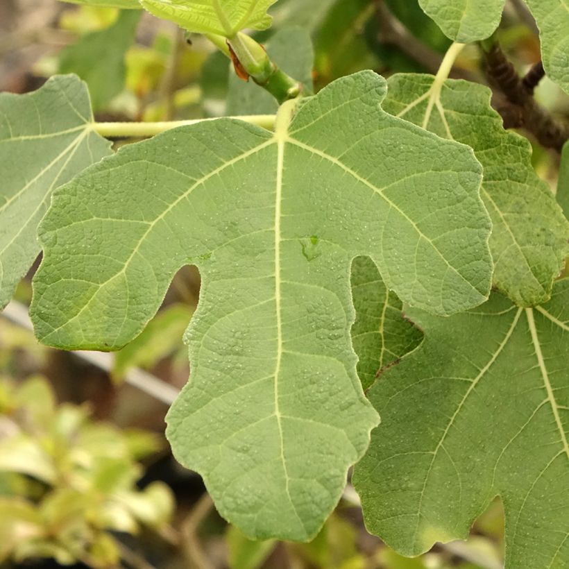 Fig Tree Grise De Tarascon - Ficus carica (Foliage)