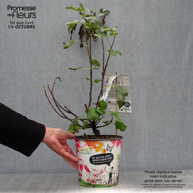 Figuier - Ficus carica Osborn's Prolific en pot de 4l/5l sample as delivered in autumn