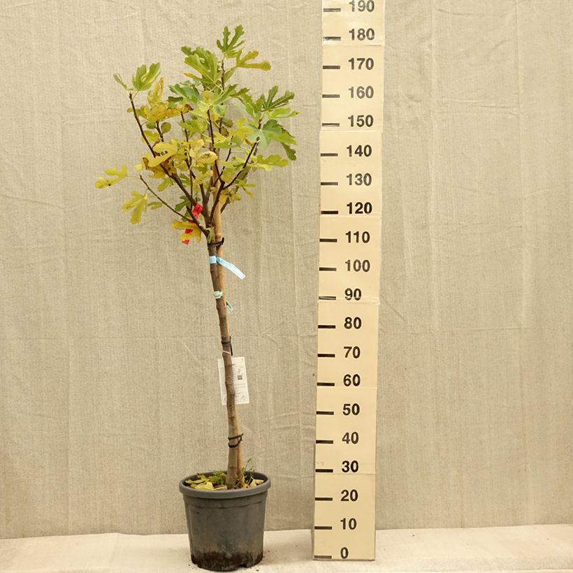 Figuier - Ficus carica Ronde De Bordeaux Demi-tige en pot de 18l/20l sample as delivered in autumn