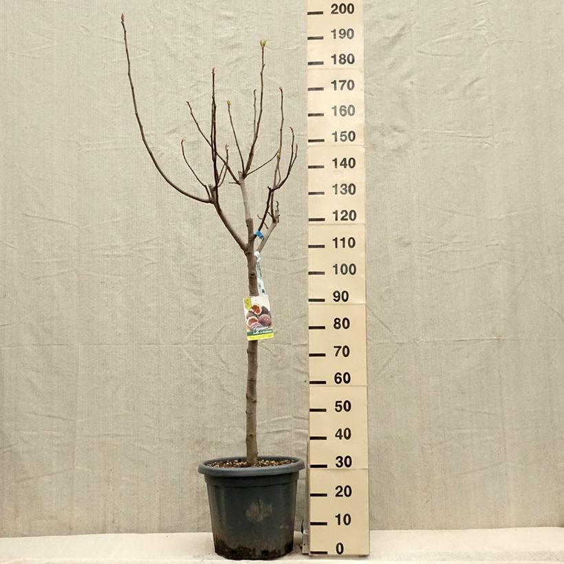 Fig Tree Ronde De Bordeaux - Ficus carica sample as delivered in spring