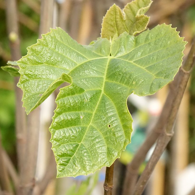 Fig Tree Sultane - Ficus carica (Foliage)