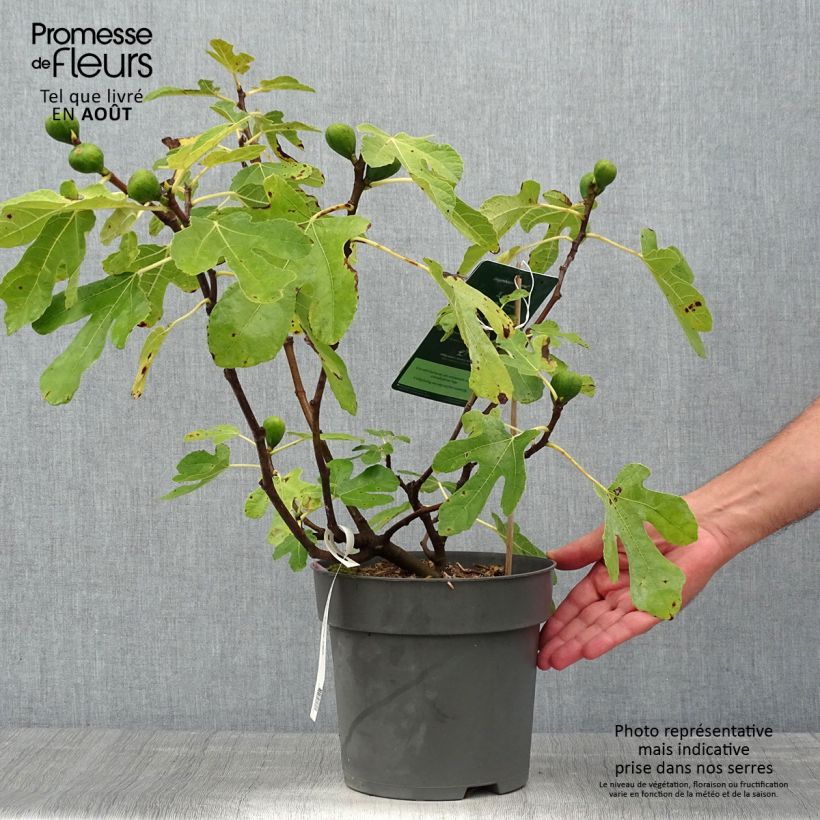 Ficus carica Firoma 2L/3L pot, Clump sample as delivered in summer