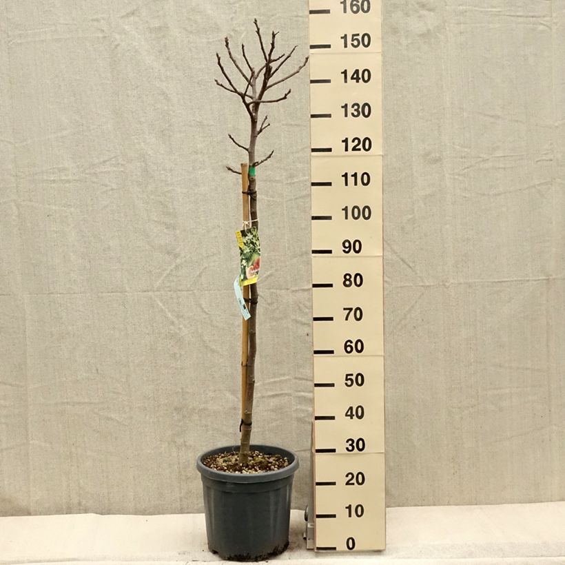 Fig Tree Goutte D'Or- Ficus carica 7.5L/10L pot, Half standardShipped height around 125/150cm sample as delivered in spring