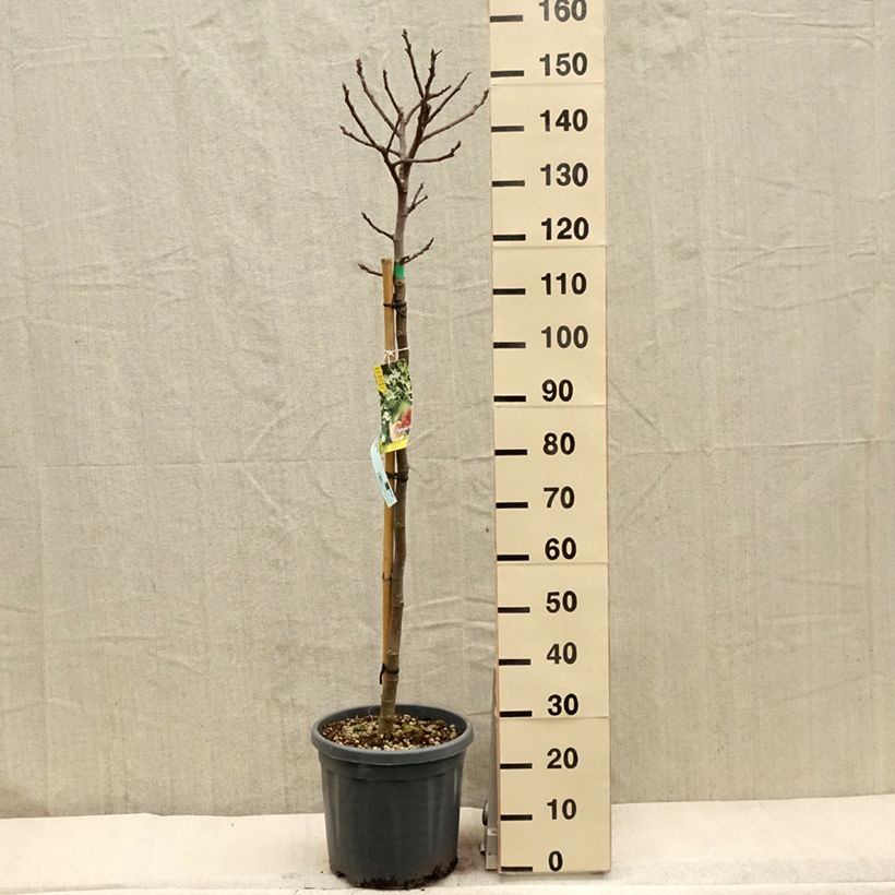 Fig Tree Goutte D'Or- Ficus carica sample as delivered in spring