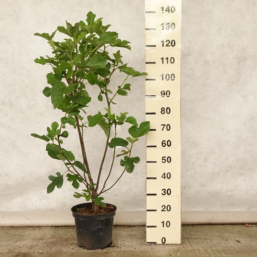 Fig Tree Jannot - Ficus carica 7.5L/10L pot, Half standardShipped height around 125/150cm sample as delivered in summer