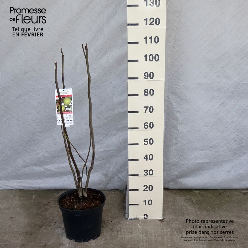 Figuier Jannot - Ficus carica en pot de 7,5L/10L Demi-tige sample as delivered in winter