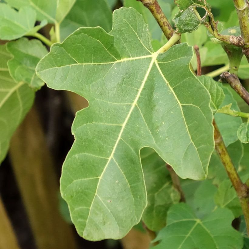 Fig Tree Jannot - Ficus carica (Foliage)