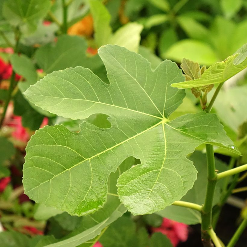 Fig Tree Madeleine des Deux Saisons - Ficus carica (Foliage)