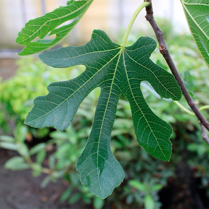 Fig Tree Marseillaise - Ficus carica (Foliage)