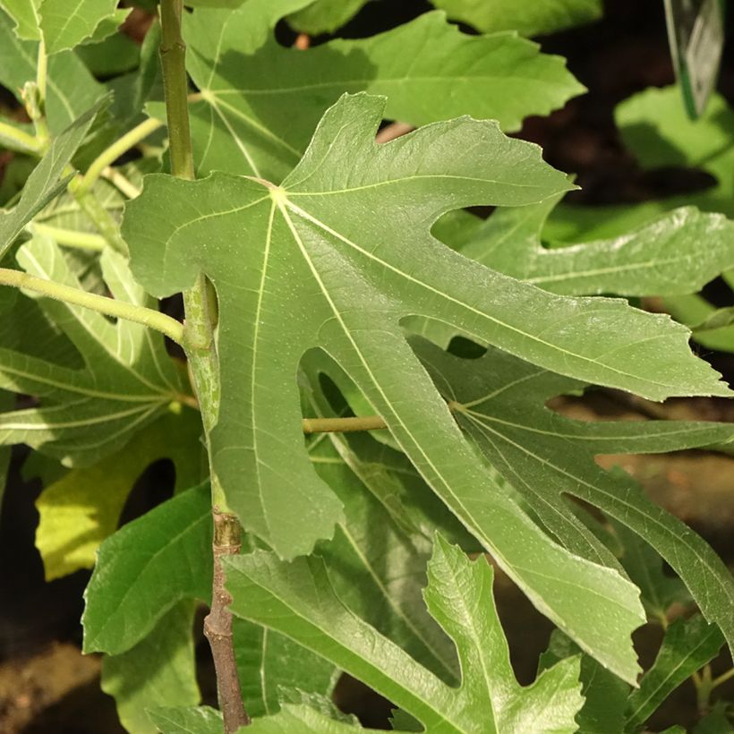 Ficus carica Figality (Foliage)