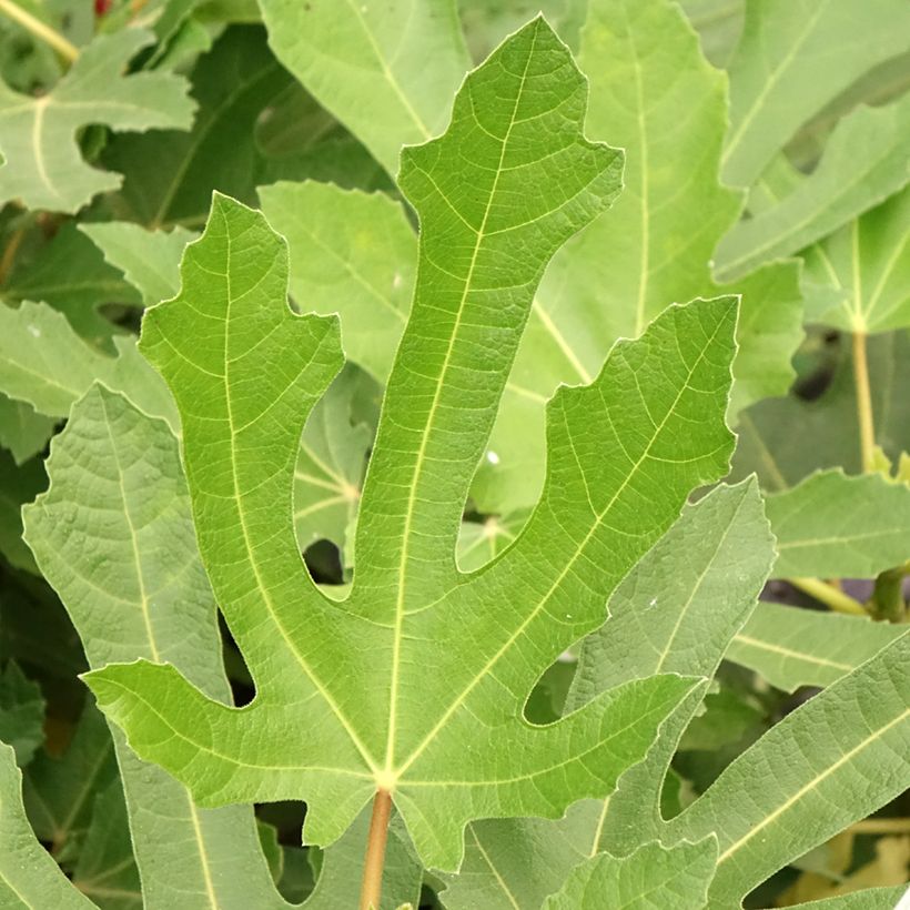 Ficus carica Figality (Foliage)