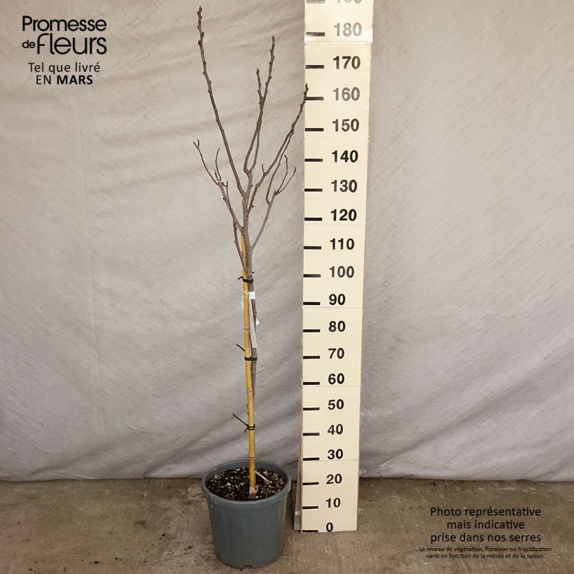 Fig Tree Noire de Caromb - Ficus carica sample as delivered in spring