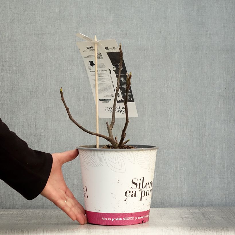 Ficus carica Précoce de Dalmatie 4L/5L pot, Bush sample as delivered in autumn